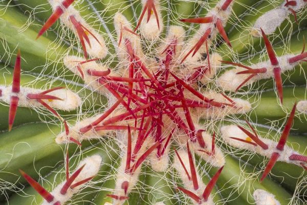 Arizona, Tucson Close-up of cactus and thorns